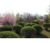 自家苗圃低價批發紅葉石楠球，優質綠化工程景觀苗木盆栽，成活率高——瀏陽市柏加鎮文凱苗圃產品推薦